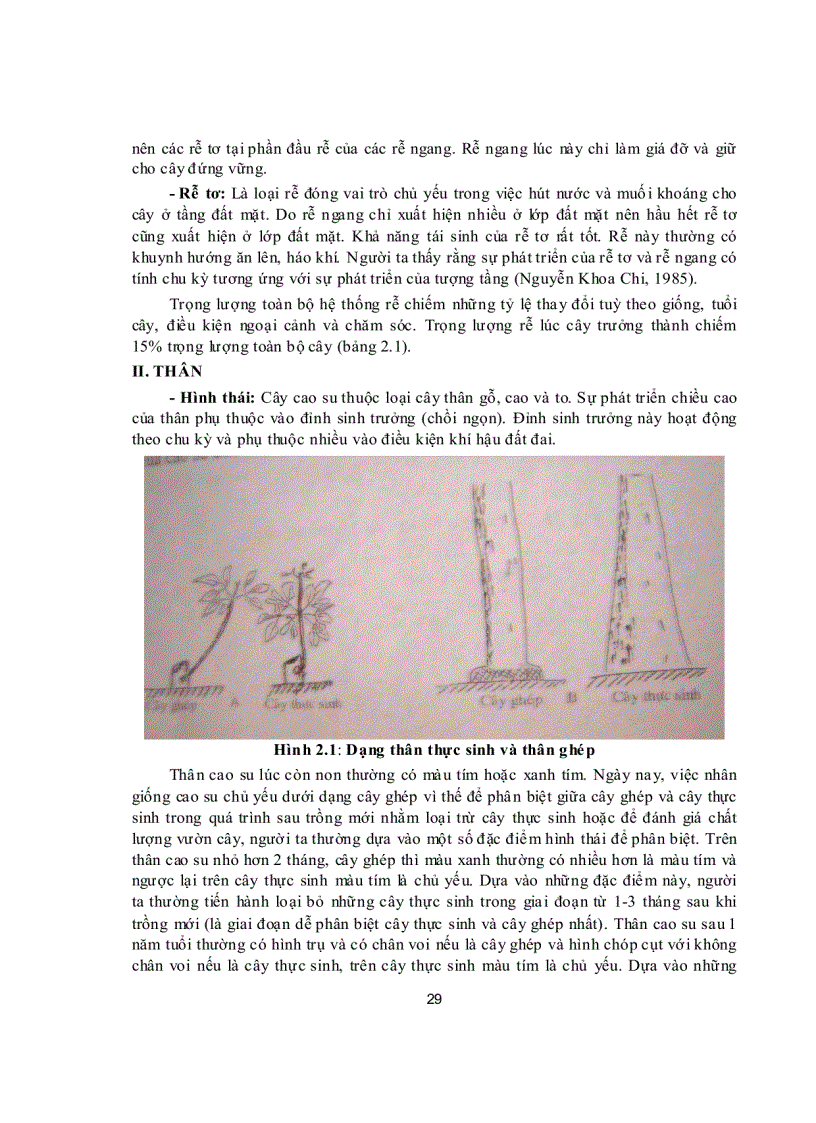 image for page Đặc điểm thực vật học và đặc tính sinh học cây cao su