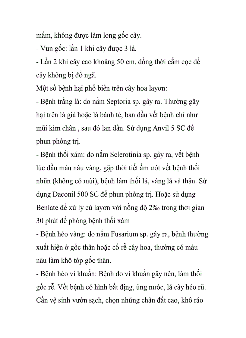 image for page Kỹ thuật trồng hoa layơn