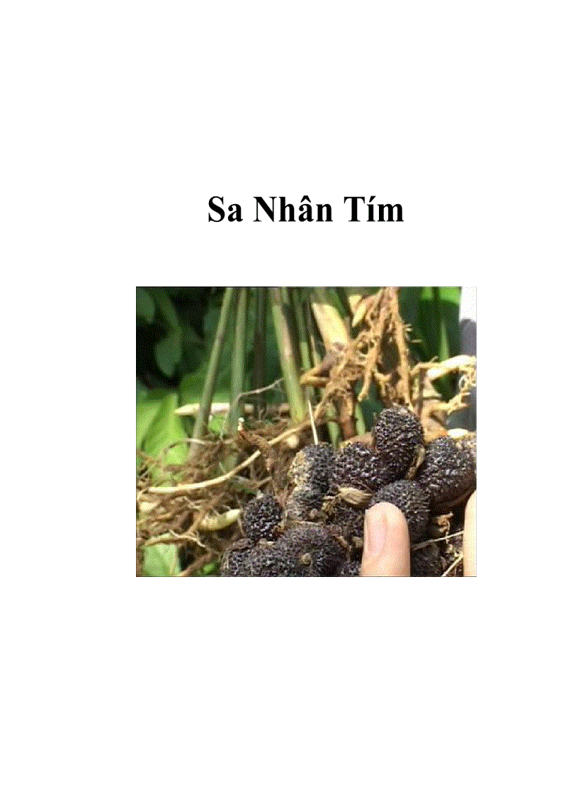 image for page Sa Nhân Tím