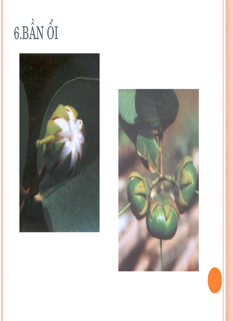 image for page Sinh vật chỉ thị cho vùng ảnh hưởng thủy triều