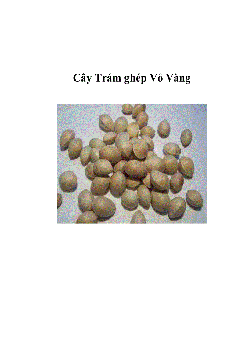 Cây Trám ghép Vỏ Vàng