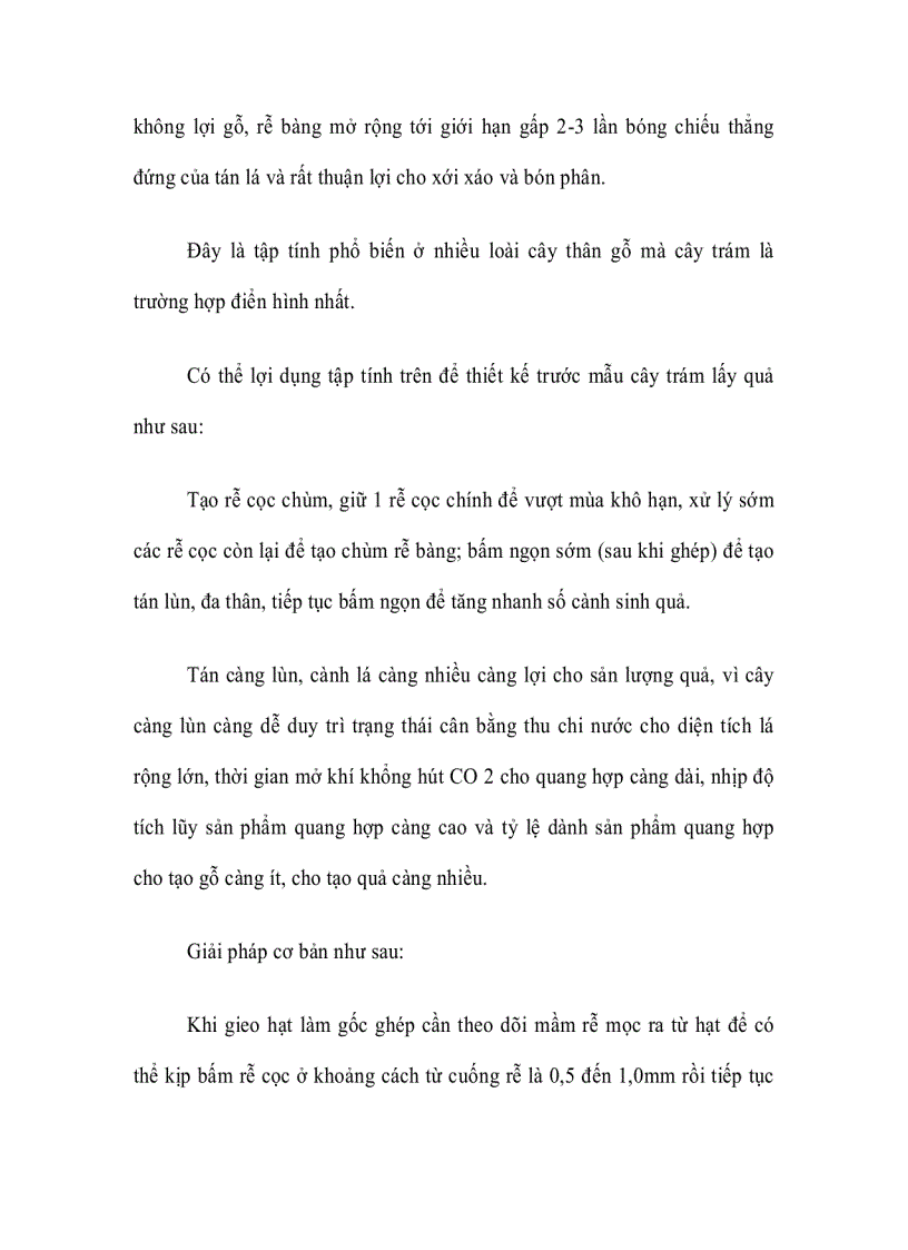 image for page Cây Trám ghép Vỏ Vàng