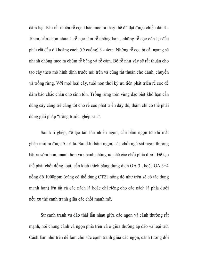 image for page Cây Trám ghép Vỏ Vàng