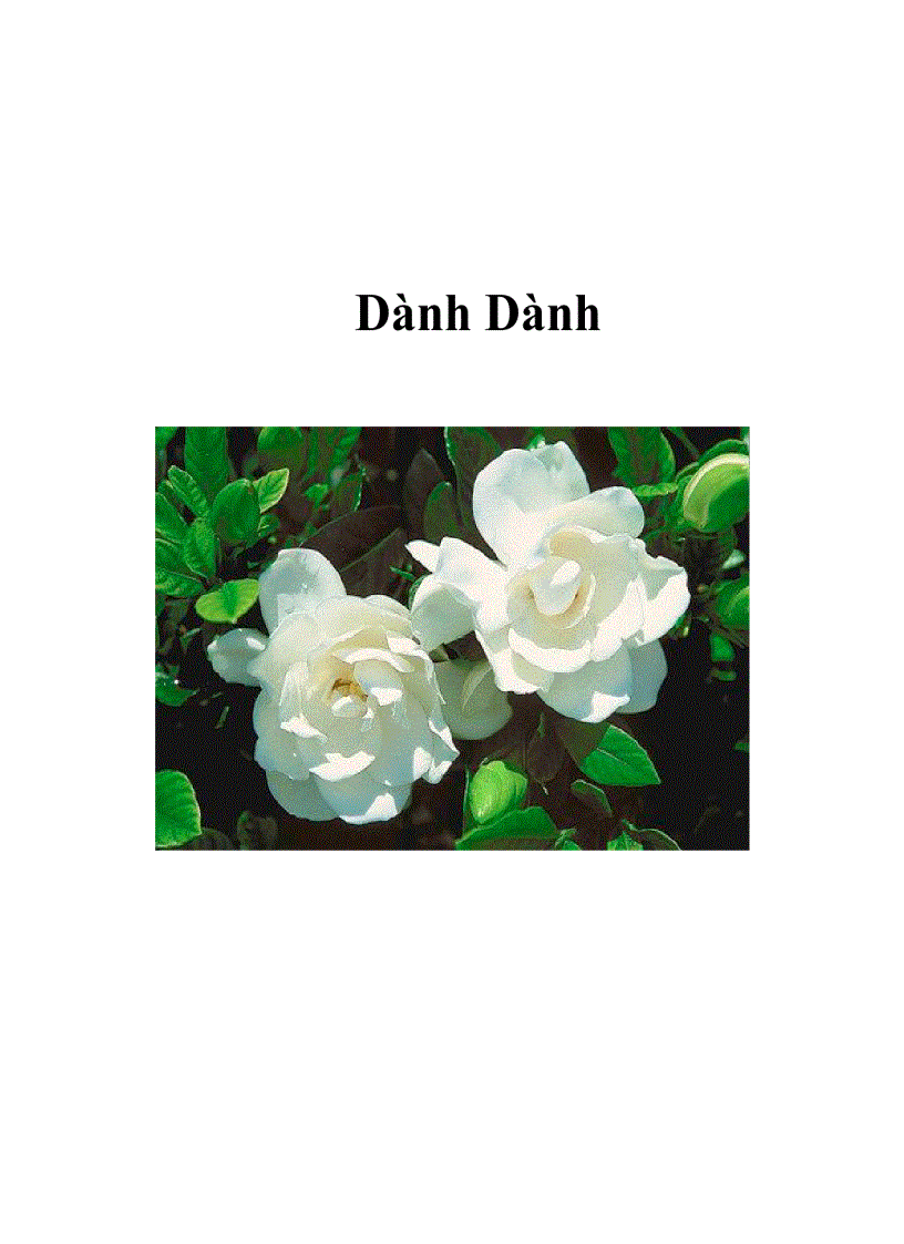 image for page Dành Dành