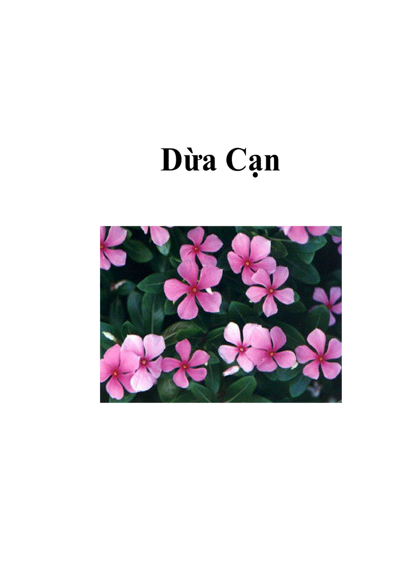 image for page Dành Dành