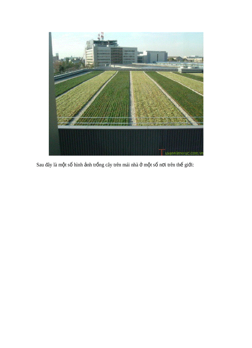 image for page Trồng cây trên mái nhà