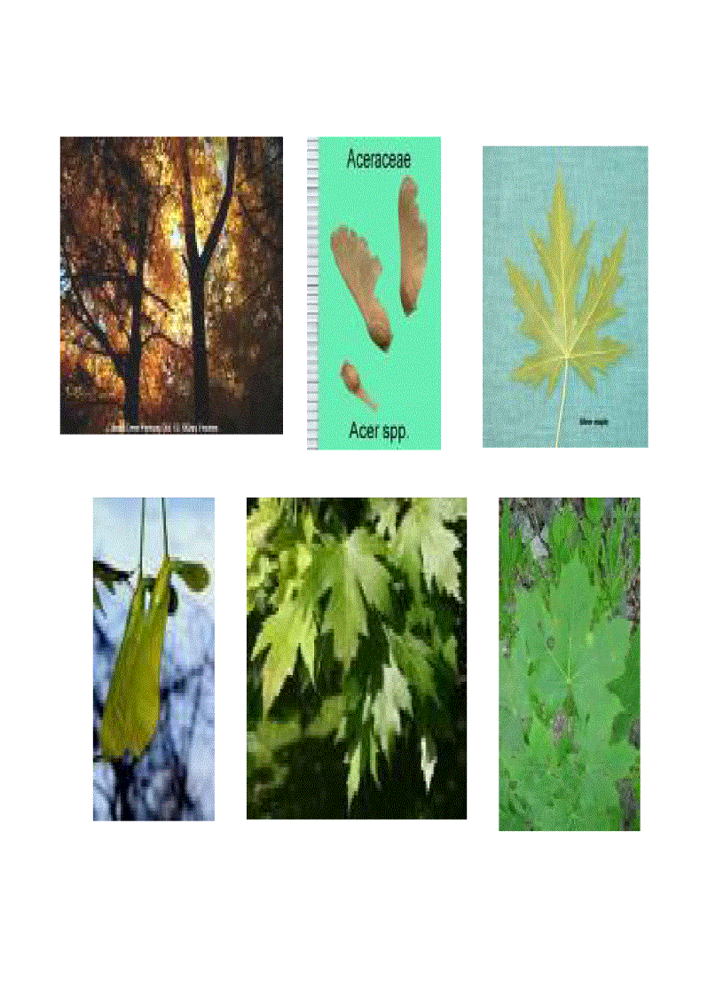 image for page La Hán Tùng