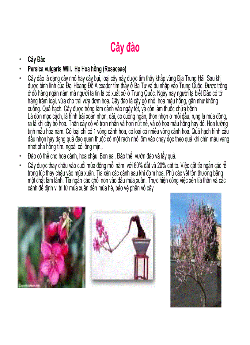 image for page La Hán Tùng