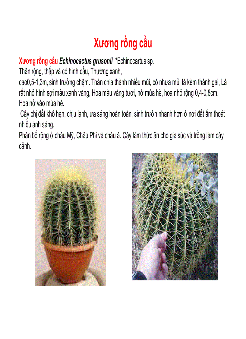 image for page Cây cảnh cây hoa cảnh