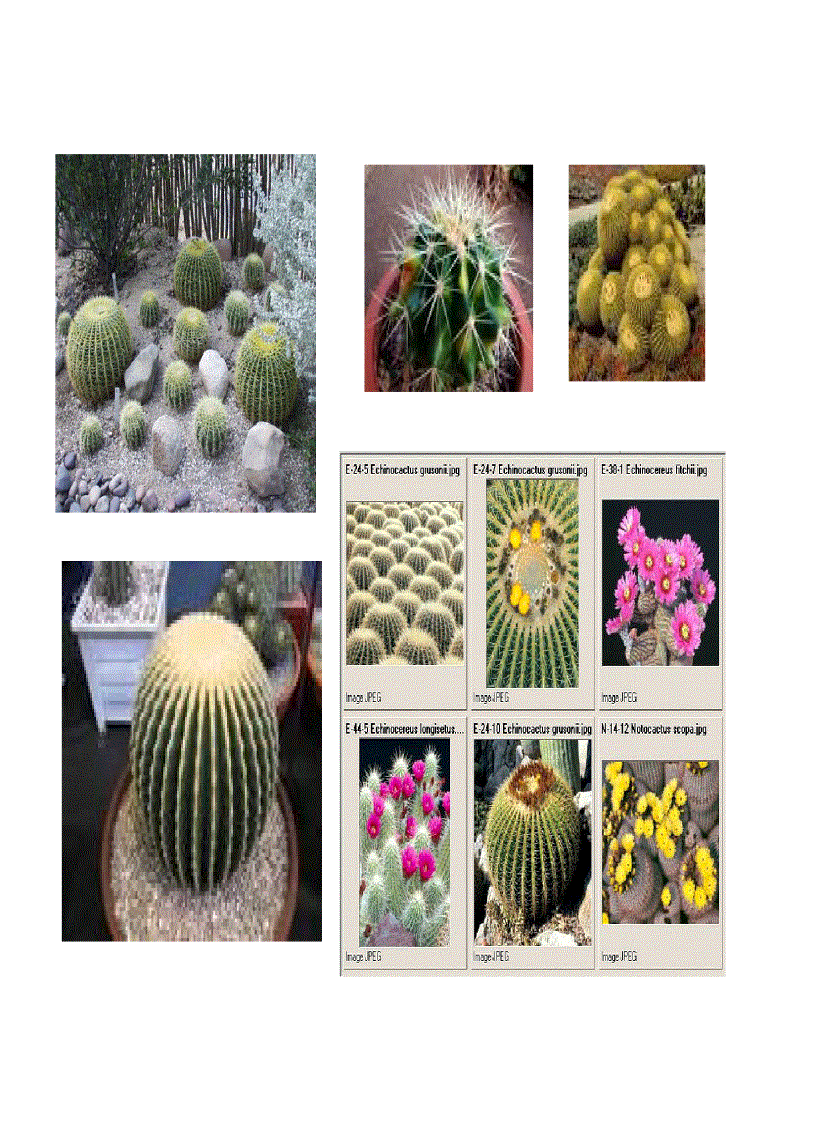 image for page Cây cảnh cây hoa cảnh