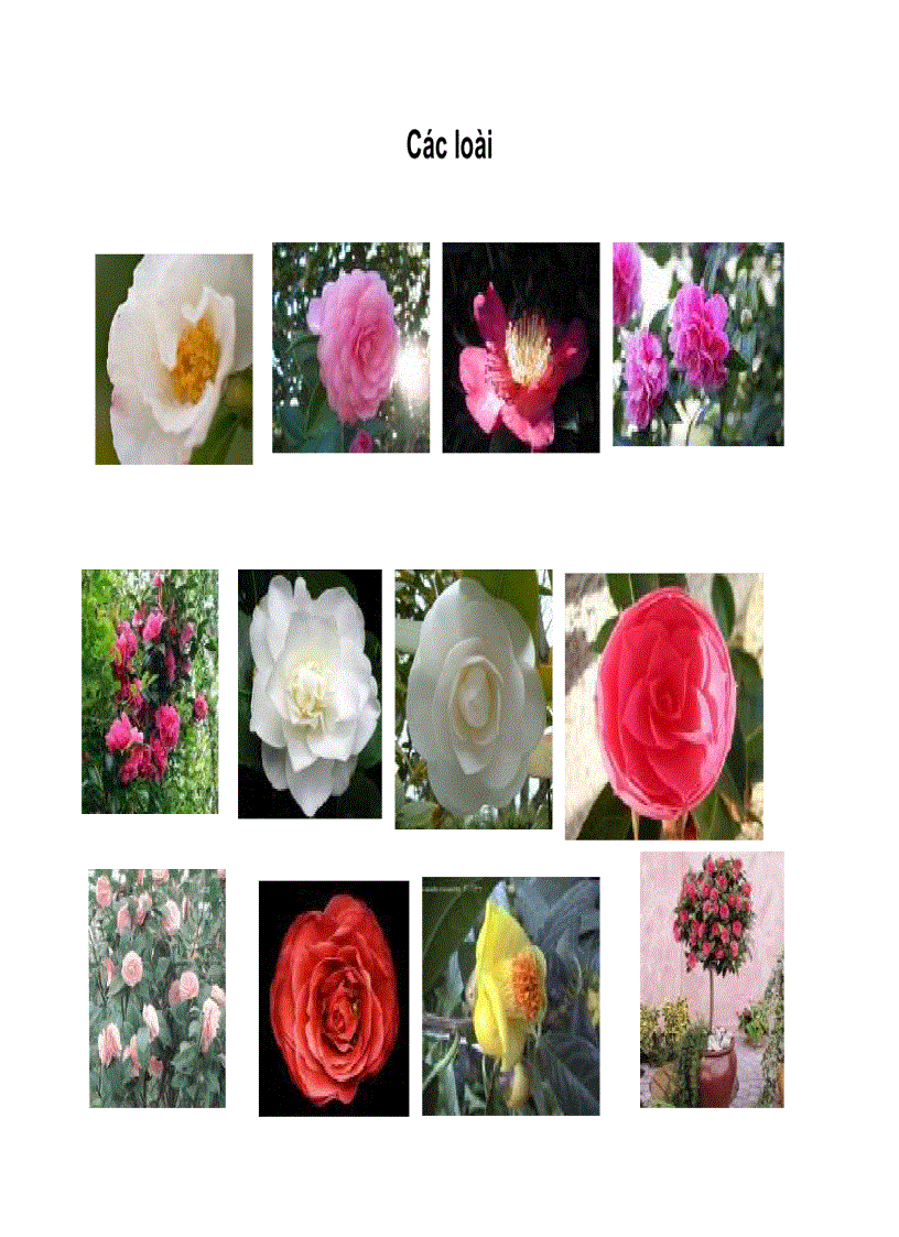 image for page Các cây họ Trà