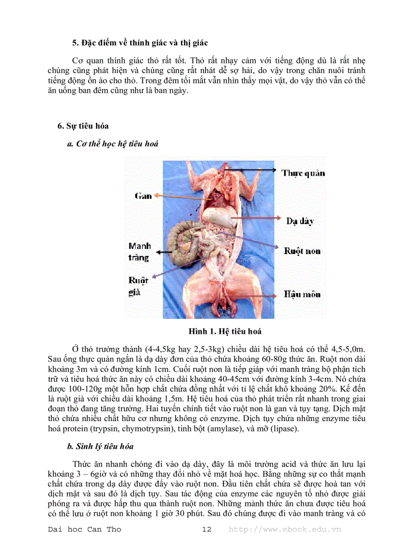 image for page Giáo trình chăn nuôi thỏ 1