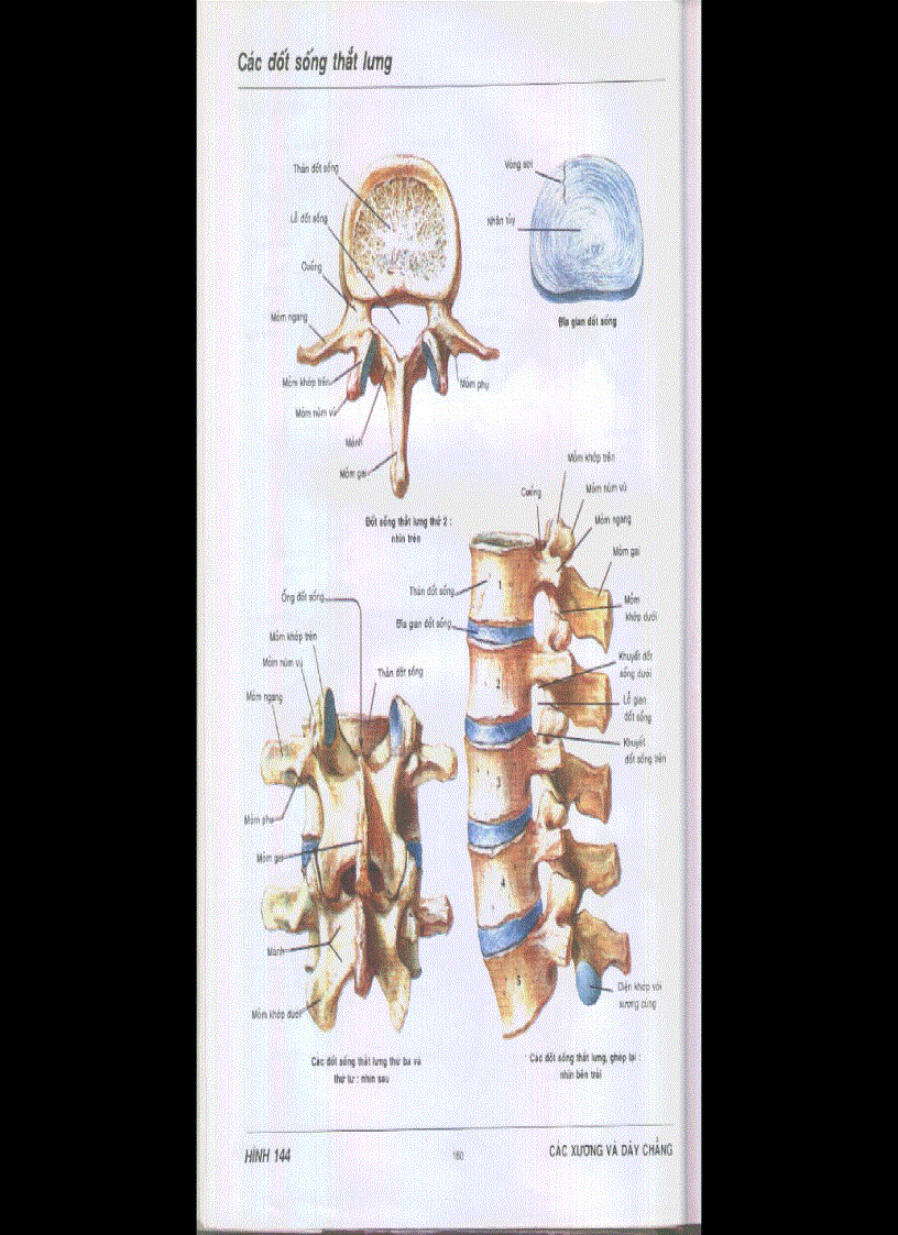 Giải phẫu Lưng tủy gai