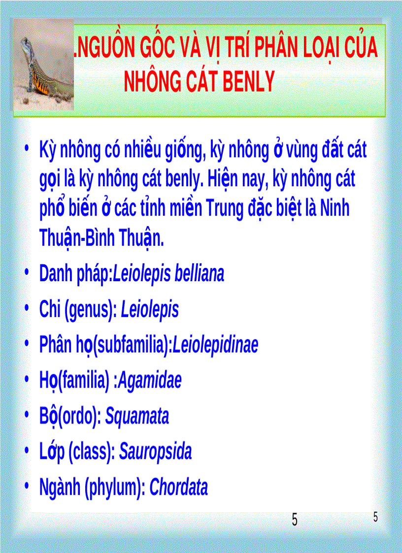 Kỹ thuật chăn nuôi kì nhông trên cát