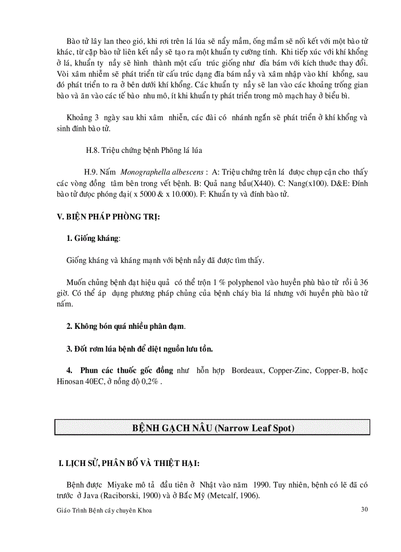 image for page Bệnh hại cây lúa