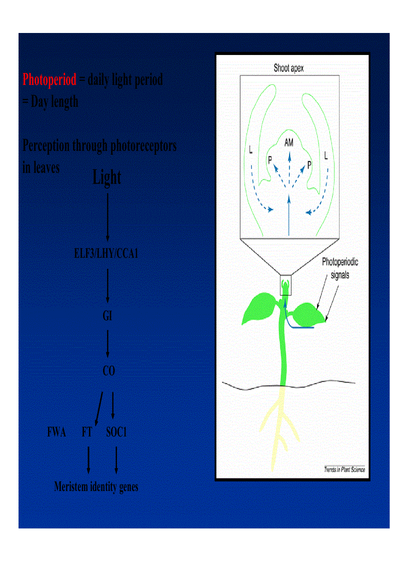 image for page Xử lý ra hoa