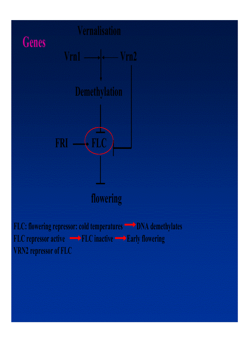 image for page Xử lý ra hoa