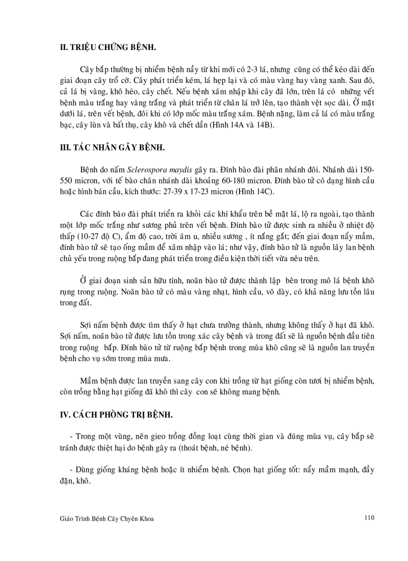 image for page Bệnh hại cây bắp