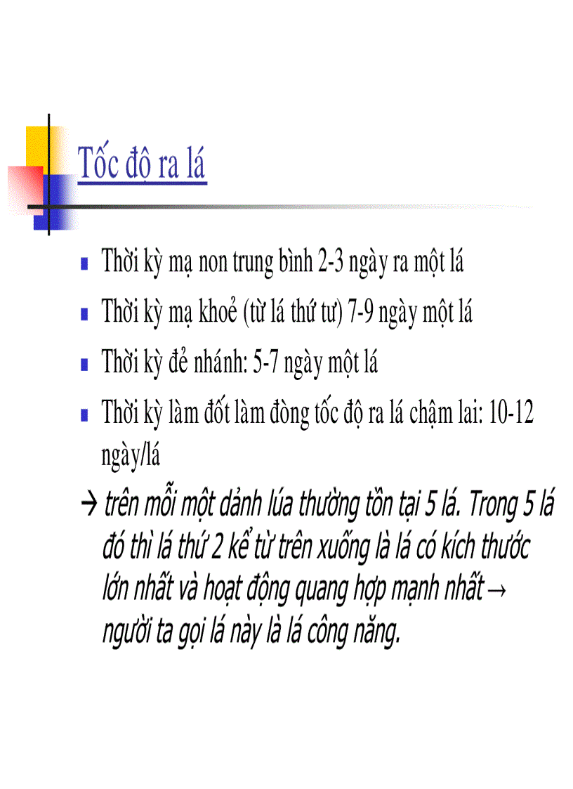 image for page Các thời kỳ sinh trưởng phát triển của cây lúa