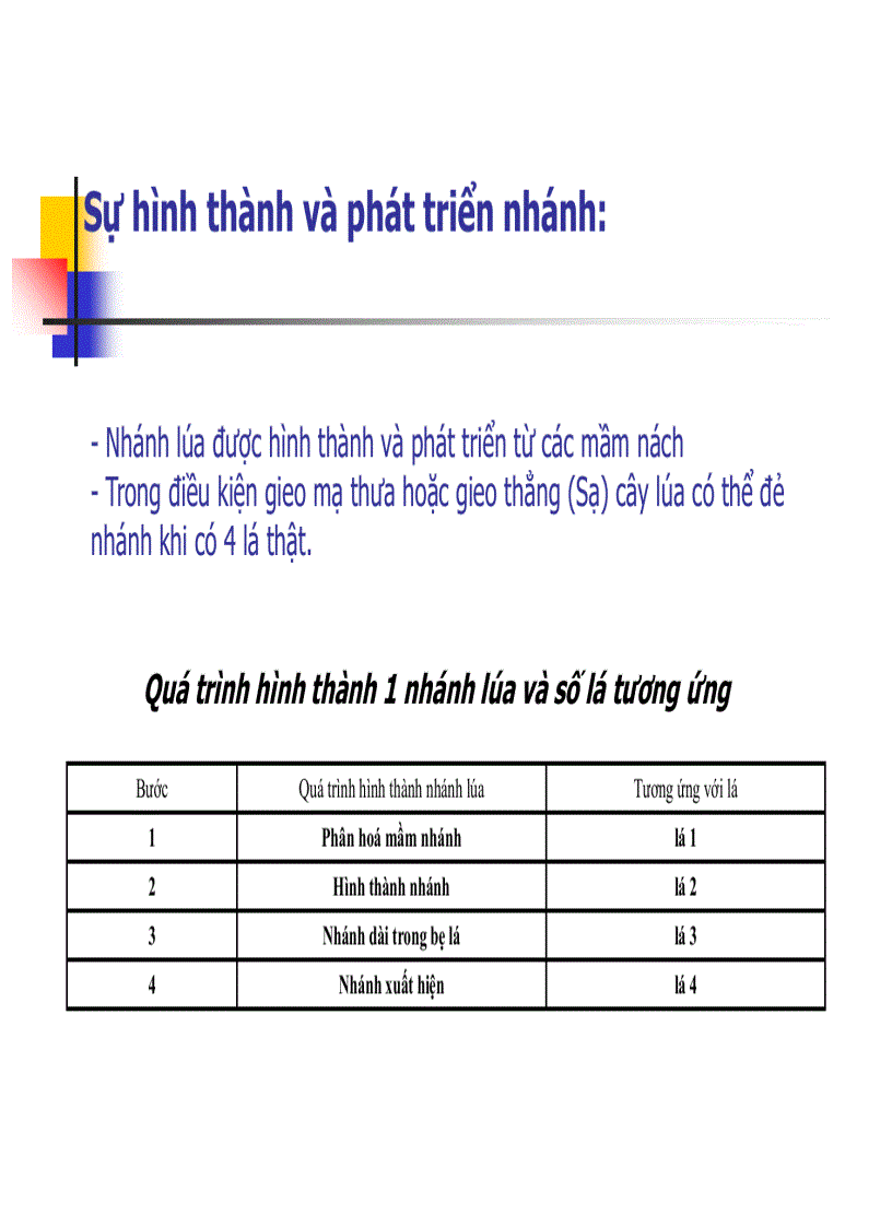 image for page Các thời kỳ sinh trưởng phát triển của cây lúa