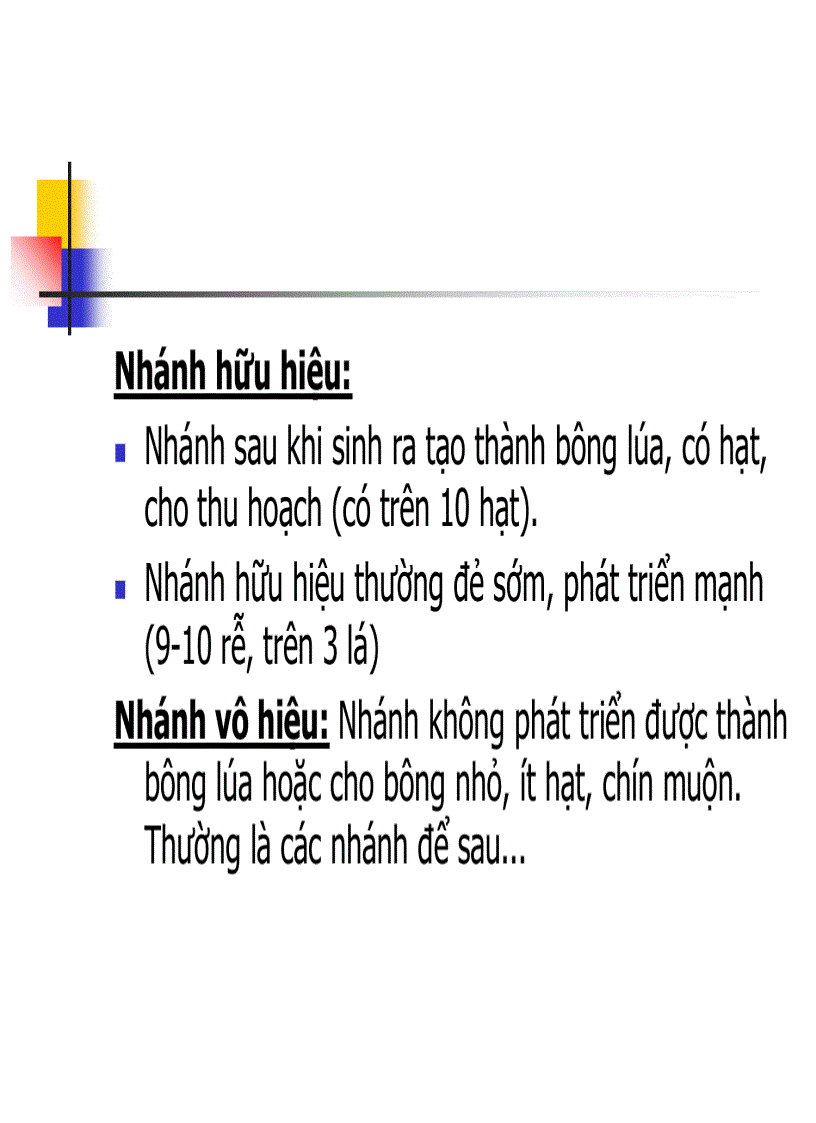 image for page Các thời kỳ sinh trưởng phát triển của cây lúa