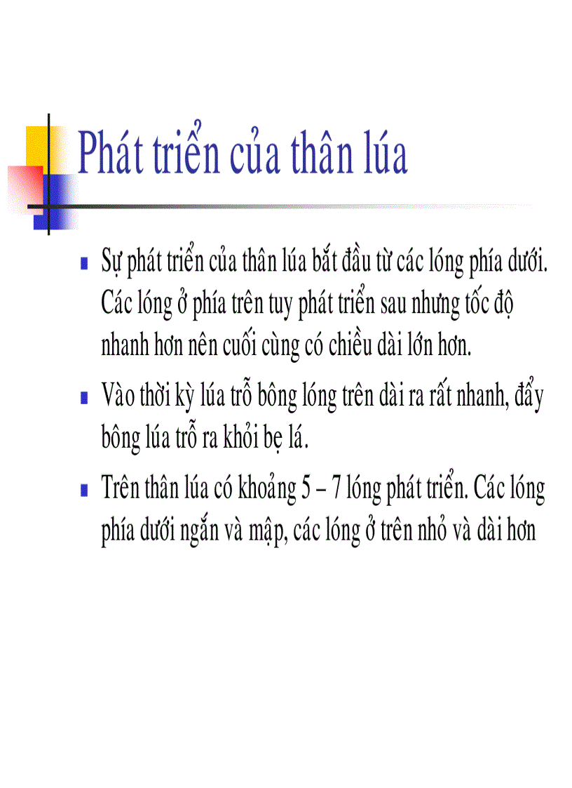 image for page Các thời kỳ sinh trưởng phát triển của cây lúa
