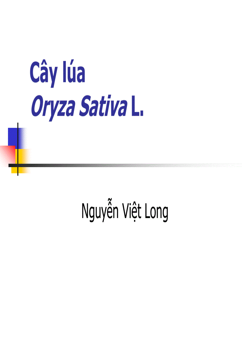 Tổng quan về cây lúa