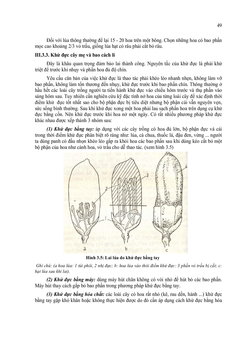 image for page Lai giống