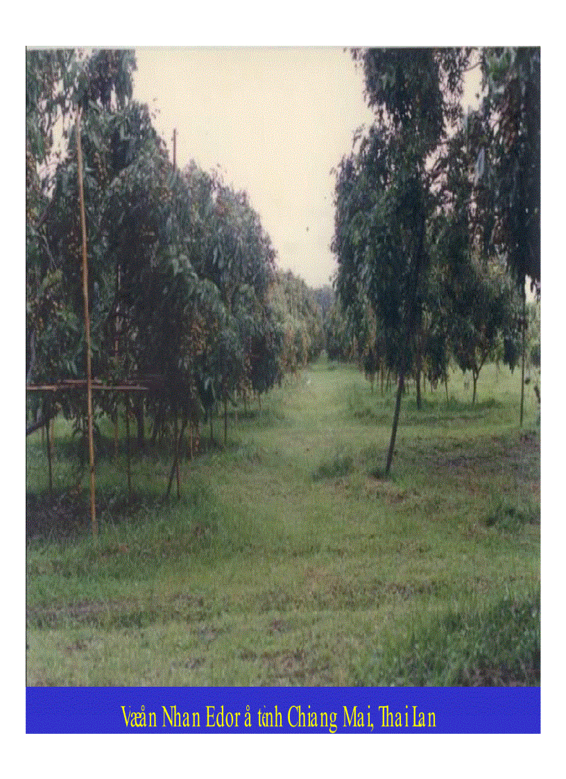 image for page Kỹ thuật trồng và xử lí ra hoa nhãn