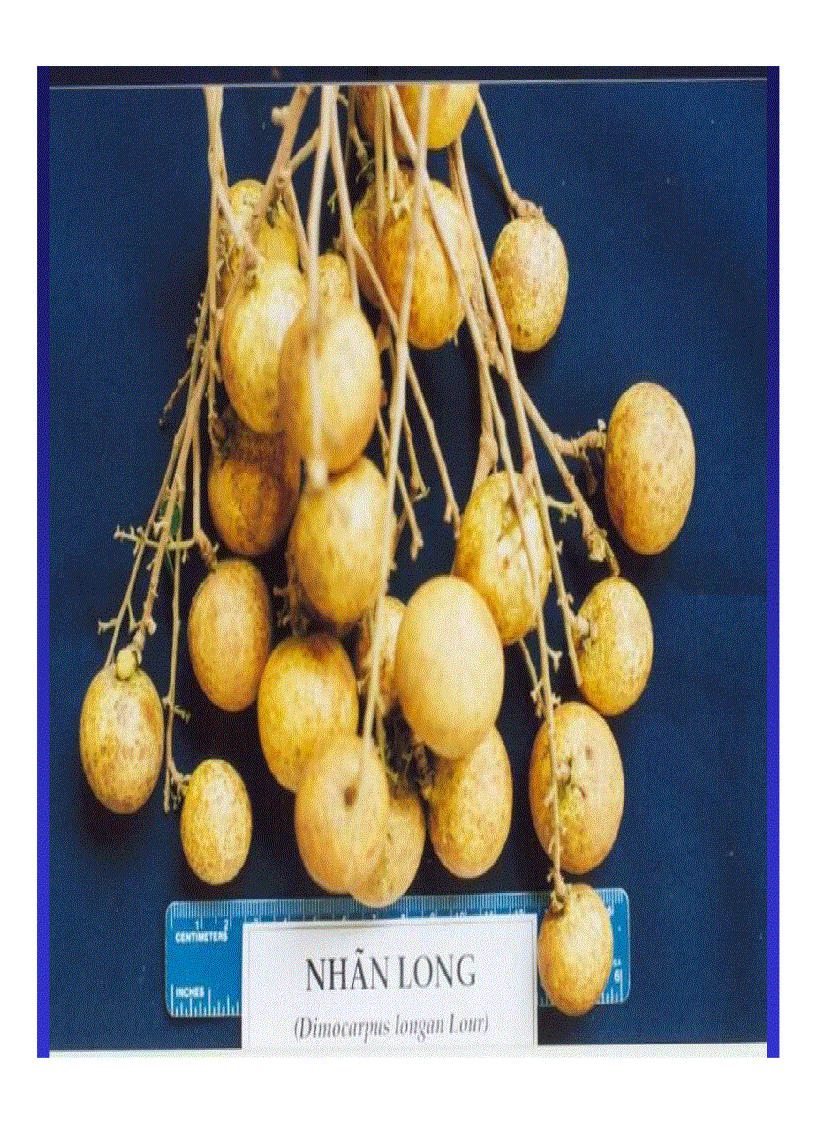 image for page Kỹ thuật trồng và xử lí ra hoa nhãn