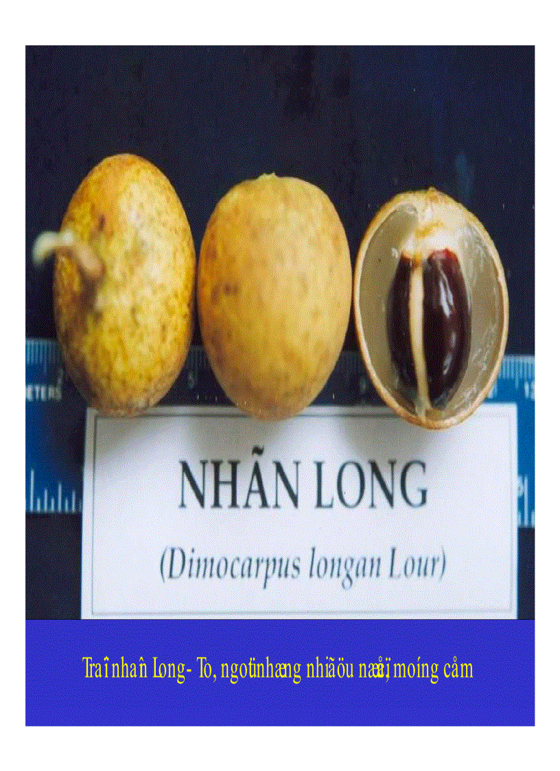 image for page Kỹ thuật trồng và xử lí ra hoa nhãn