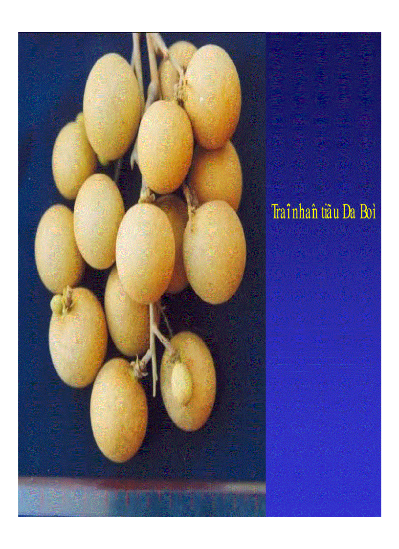 image for page Kỹ thuật trồng và xử lí ra hoa nhãn