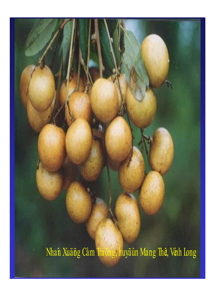 image for page Kỹ thuật trồng và xử lí ra hoa nhãn