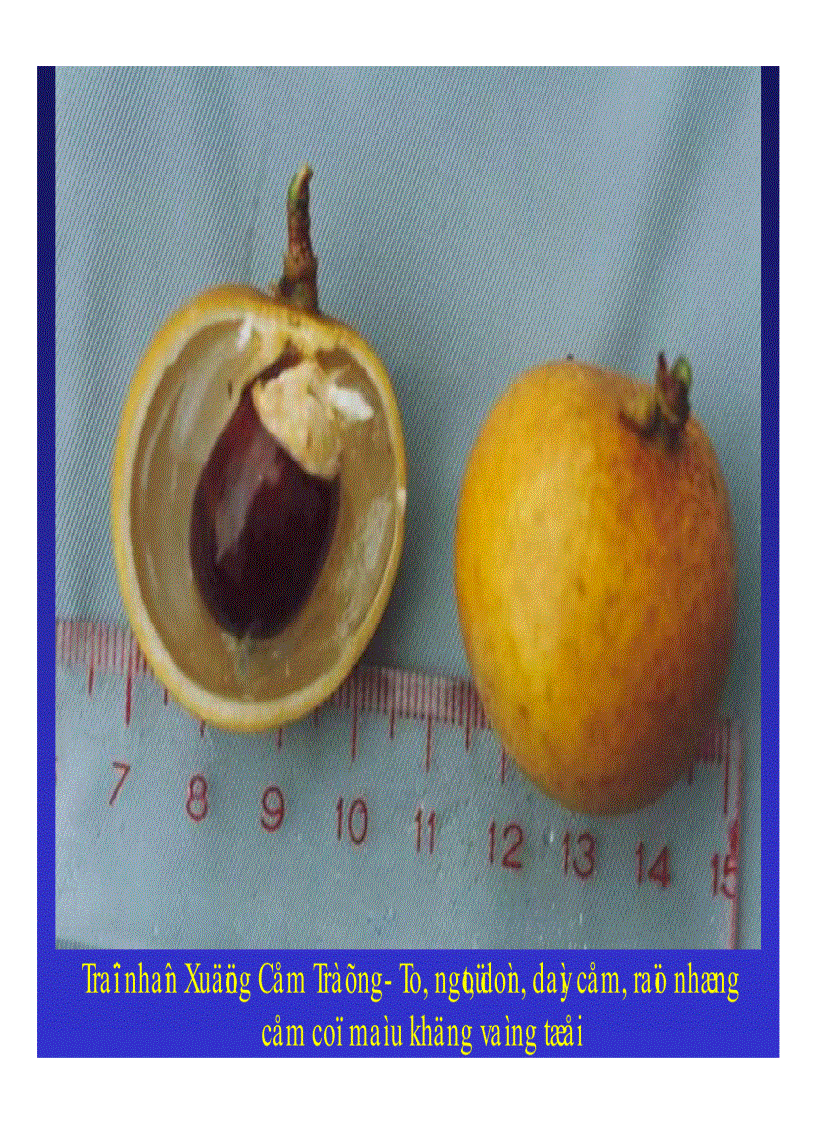 image for page Kỹ thuật trồng và xử lí ra hoa nhãn