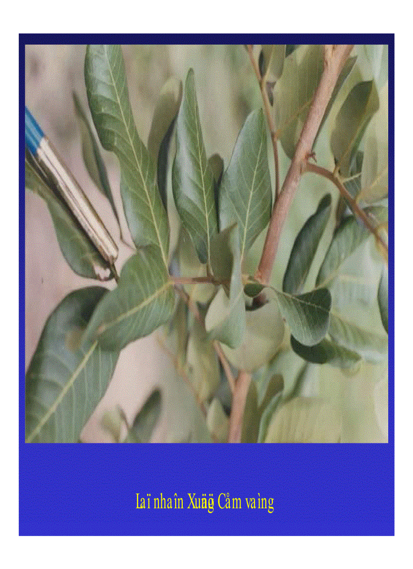 image for page Kỹ thuật trồng và xử lí ra hoa nhãn