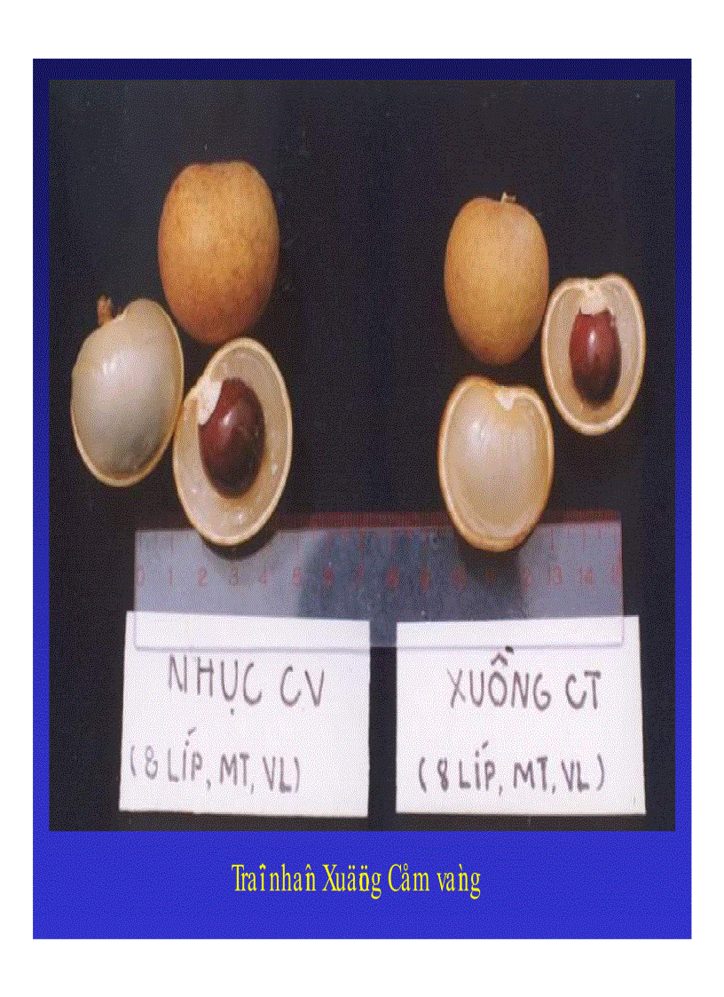 image for page Kỹ thuật trồng và xử lí ra hoa nhãn