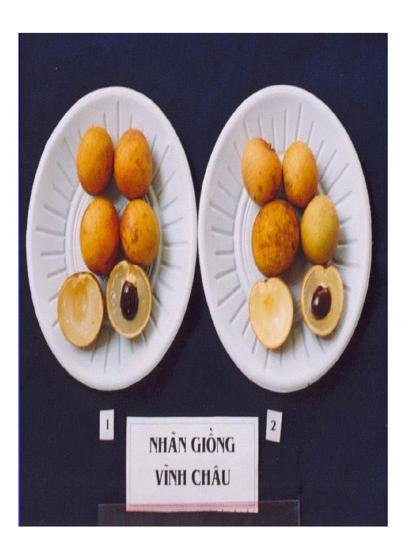 image for page Kỹ thuật trồng và xử lí ra hoa nhãn