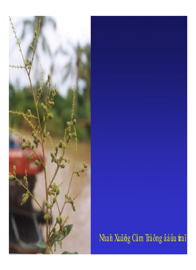 image for page Kỹ thuật trồng và xử lí ra hoa nhãn