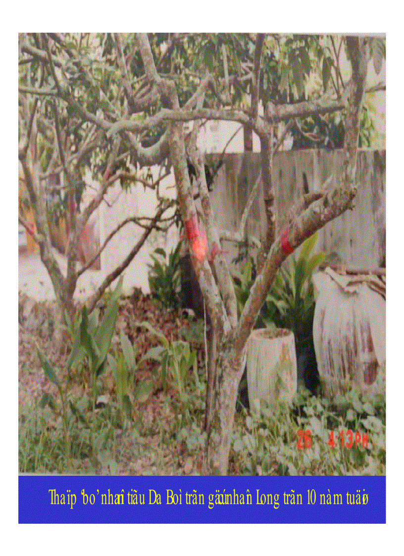 image for page Kỹ thuật trồng và xử lí ra hoa nhãn