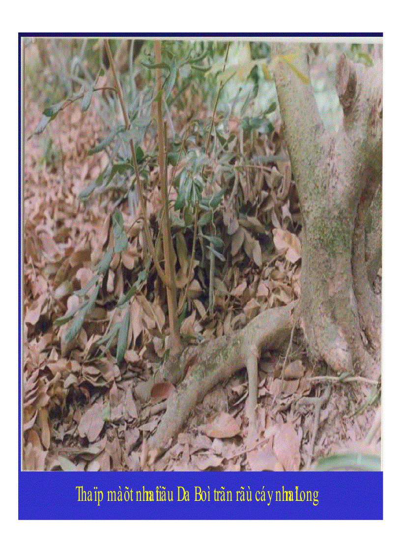 image for page Kỹ thuật trồng và xử lí ra hoa nhãn