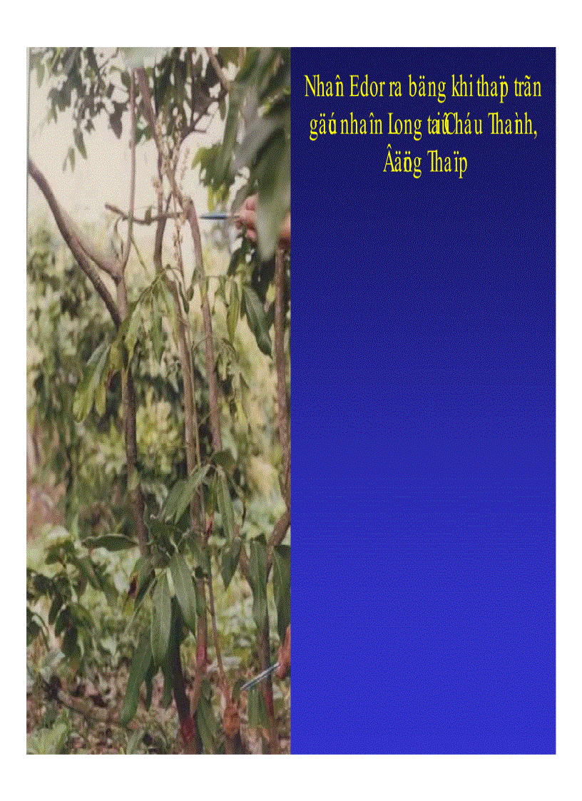 image for page Kỹ thuật trồng và xử lí ra hoa nhãn