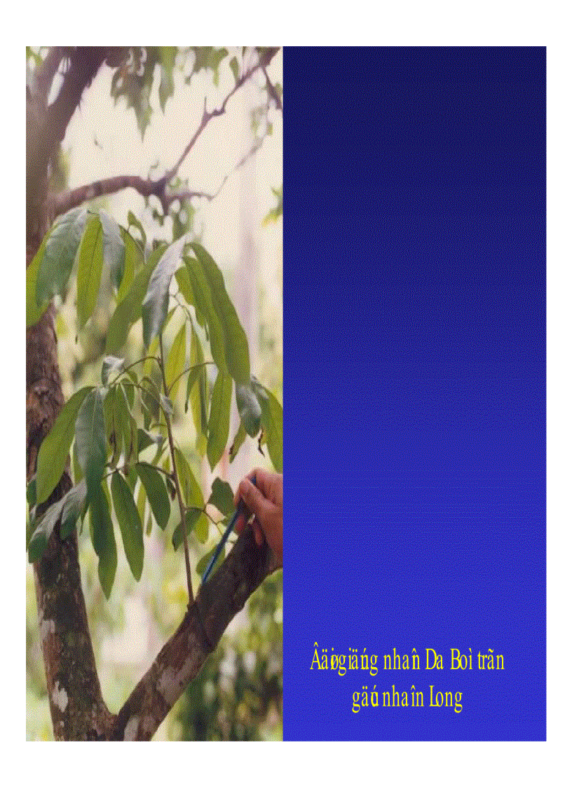 image for page Kỹ thuật trồng và xử lí ra hoa nhãn