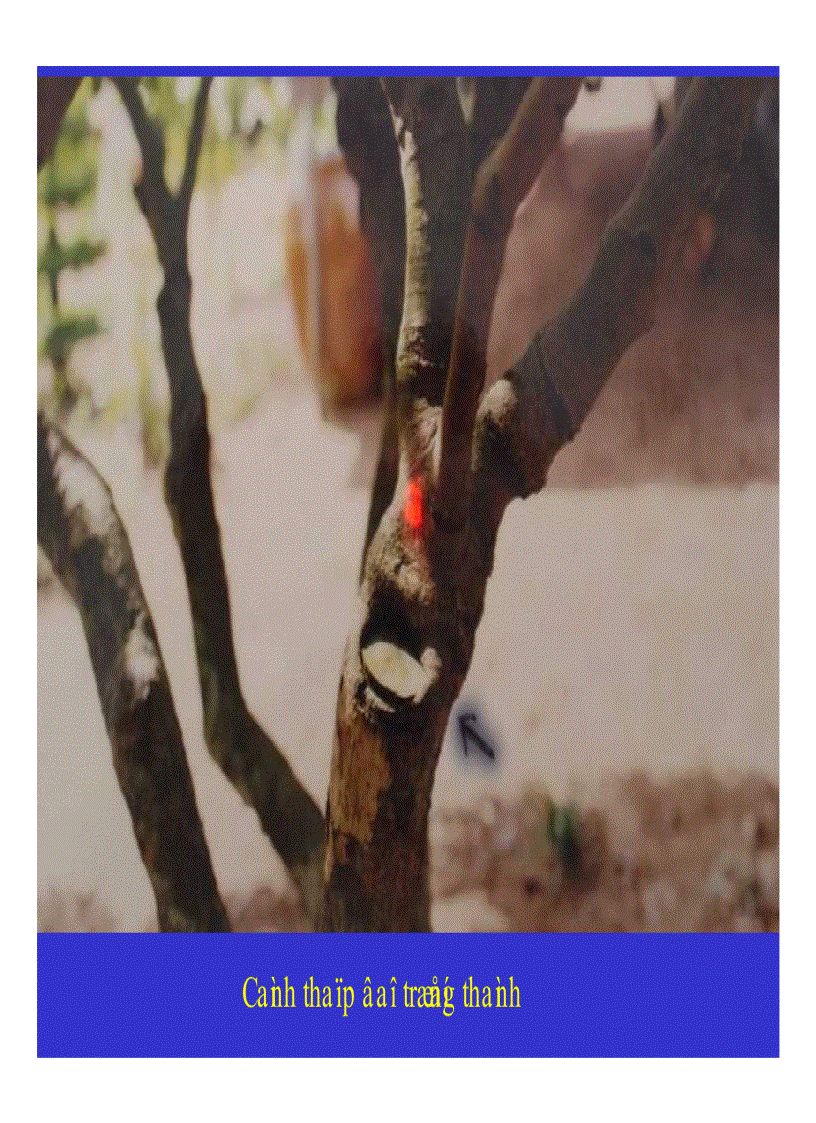 image for page Kỹ thuật trồng và xử lí ra hoa nhãn