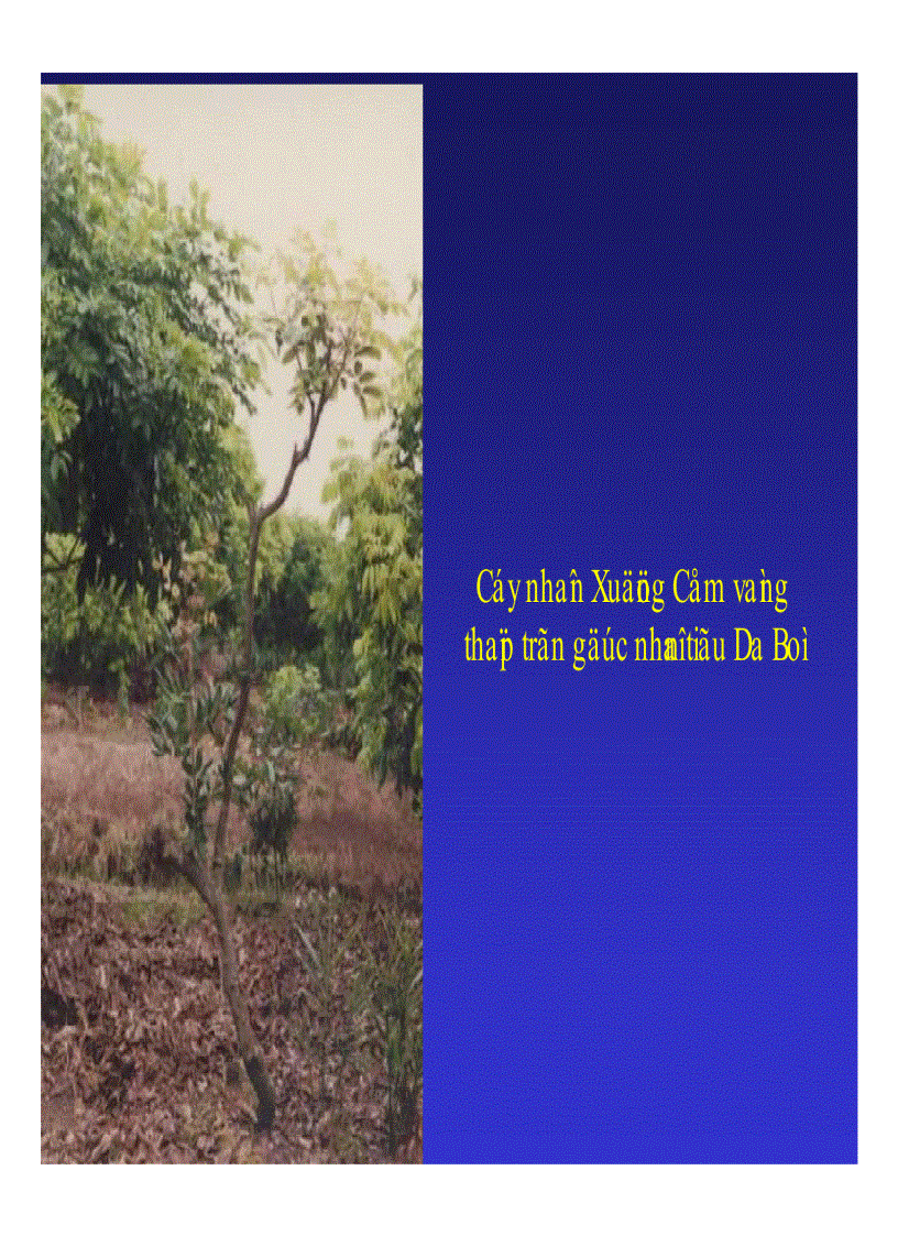 image for page Kỹ thuật trồng và xử lí ra hoa nhãn