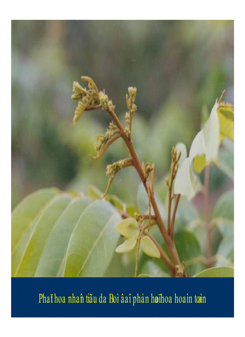 image for page Kỹ thuật trồng và xử lí ra hoa nhãn