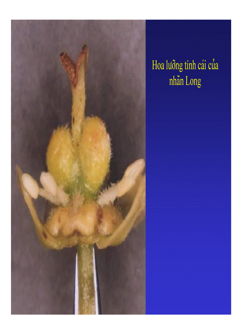 image for page Kỹ thuật trồng và xử lí ra hoa nhãn