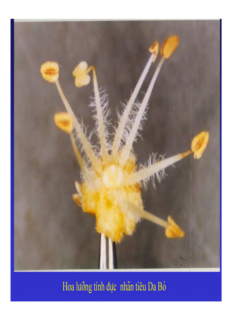image for page Kỹ thuật trồng và xử lí ra hoa nhãn