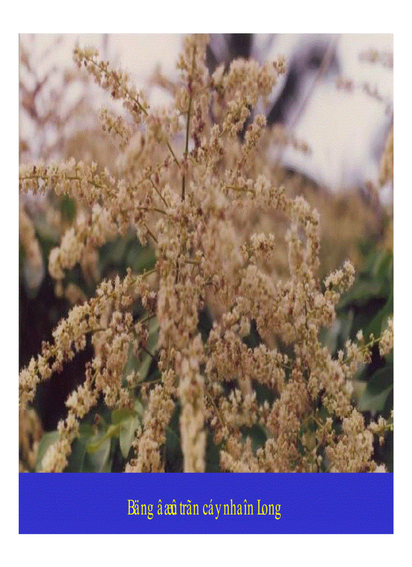 image for page Kỹ thuật trồng và xử lí ra hoa nhãn