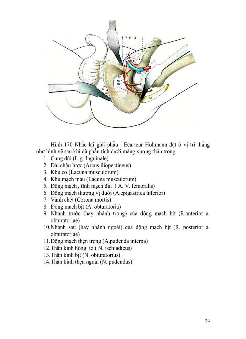 image for page Đường mổ ngành ngồi và ngành mu