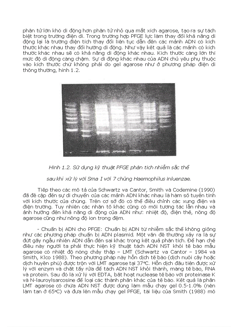 image for page Phân loại vi sinh bằng Sinh Học Phân Tử